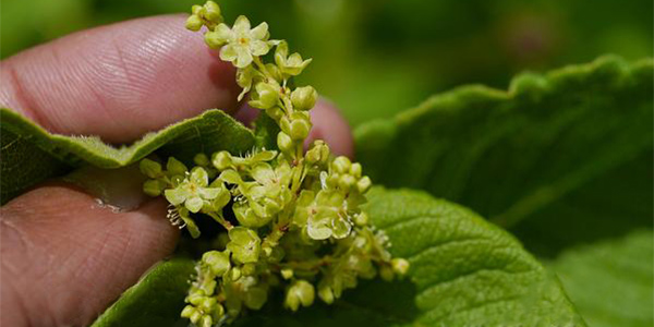Aconogonum rumicifolium
